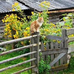 Пазл: Типичный сельский сюжет