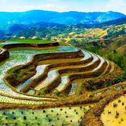 Пазл: Рисовые поля 