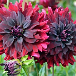 Пазл: Георгины