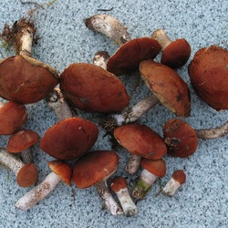 Пазл: Первый урожай