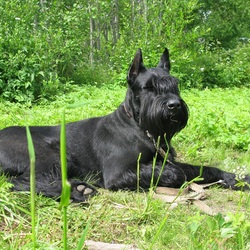 Пазл: Ризеншнауцер