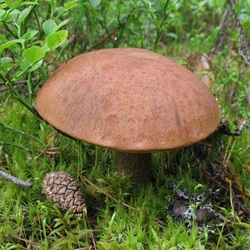 Пазл: Подосиновик