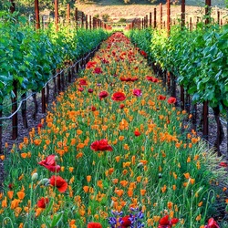 Пазл: Цветочная дорожка