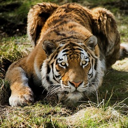 Пазл: В засаде