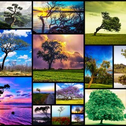 Пазл: Деревья
