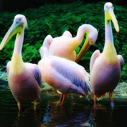 Пазл: Пеликаны