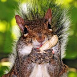 Пазл: Не отдам!