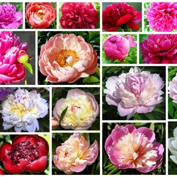 Пазл: Пионы