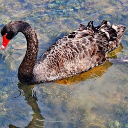 Пазл: Черный лебедь