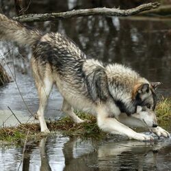 Пазл: Рыбак