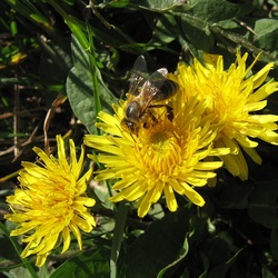 Пазл: Пчёлка и одуванчики