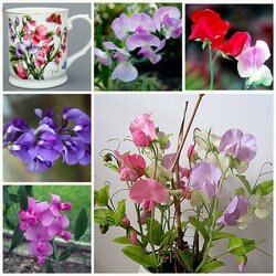 Пазл: Вариации с горошком