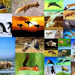 Пазл: Полет