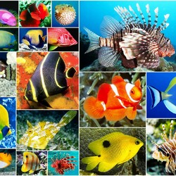 Пазл: Рыбы