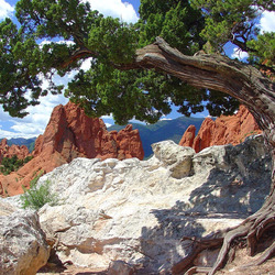 Пазл: Старое дерево