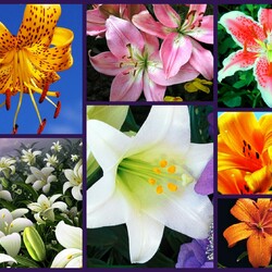 Пазл: Лилии