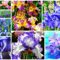 Пазл: Ирисы