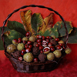 Пазл: Каштаны