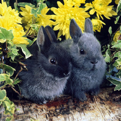 Пазл: Кролики