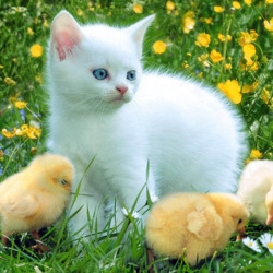 Пазл: Пушистики