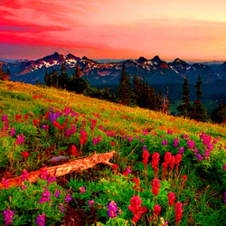 Пазл: Горы в цветах    