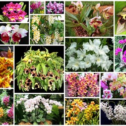 Пазл: Орхидеи