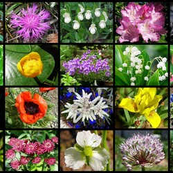 Пазл: Красная книга