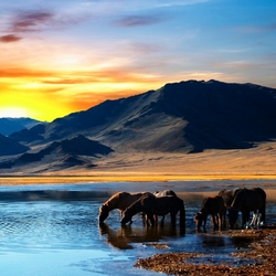 Пазл: На водопое