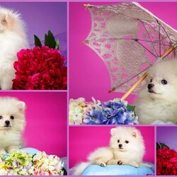 Пазл: Белое чудо