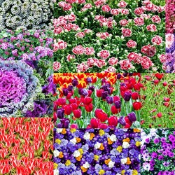 Пазл: Цветочные ковры