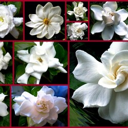 Пазл: Гардения