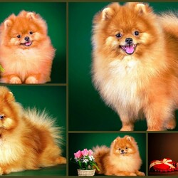 Пазл: Рыжик