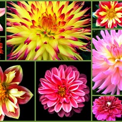 Пазл: Георгины