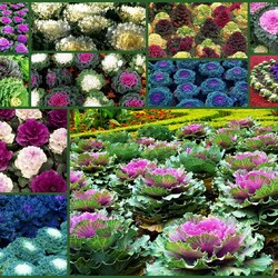 Пазл: Декоративная капуста