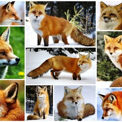 Пазл: Лисы