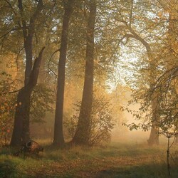 Пазл: Лесной рассвет
