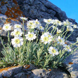 Пазл: Сила нежности