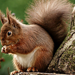 Пазл: Белочка