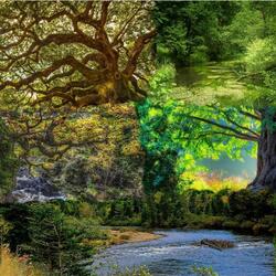 Пазл: Лесные красоты