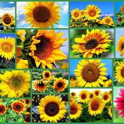 Пазл: Подсолнухи
