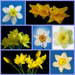 Пазл: Нарциссы