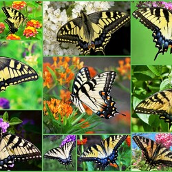 Пазл: Бабочки