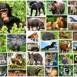 Пазл: В мире животных