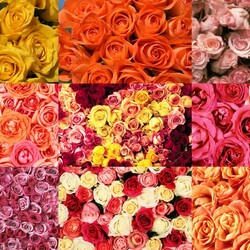 Пазл: Розовые ковры