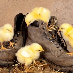 Пазл: Цыплята