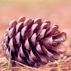 Пазл: Шишка