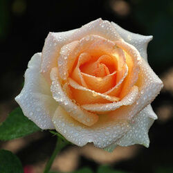 Пазл: После дождя