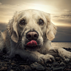 Пазл: Собака