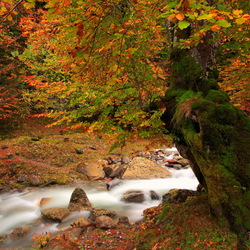 Пазл: Осенний лес