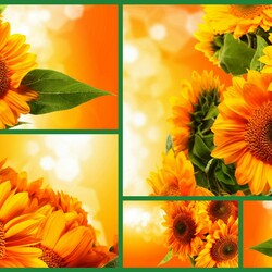 Пазл: Подсолнухи